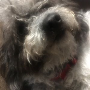 Meet your Posher, Michilin